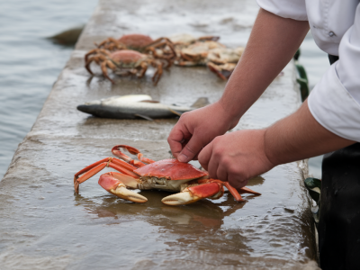 Step-by-step peeler crab presentation for double-figure rays on slippery tidal ledges