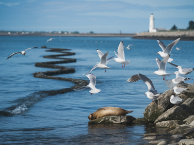 Identifying feeding lanes from shore: reading gulls, seals and surface signs