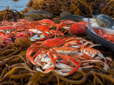 Step-by-step winter peeler schedule: how i prepare, freeze and present crab to land cod on kelp-strewn bays