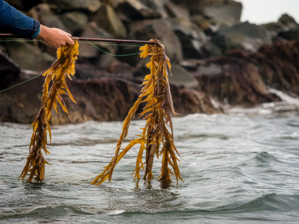 Exact knot and leader sequence to stop cut-offs on sharp kelp during winter cod sessions
