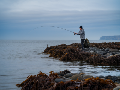 How to pick the precise tide window and bait prep to trigger winter cod in shallow kelp bays
