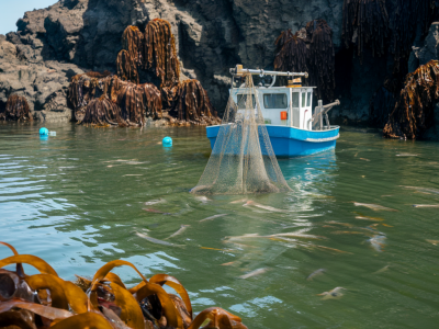 How i time and place a small chum slick with scent balls to concentrate winter cod in shallow kelp bays